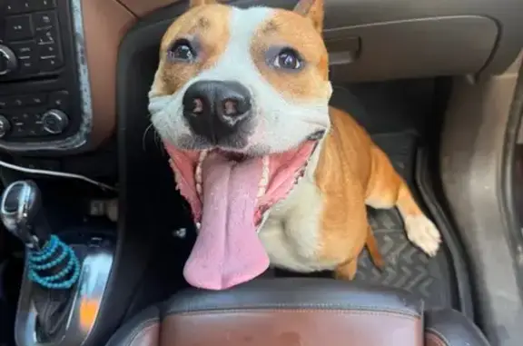 Найденные животные Калининград, фото: Собака найдена: Генделя 5, Калининград