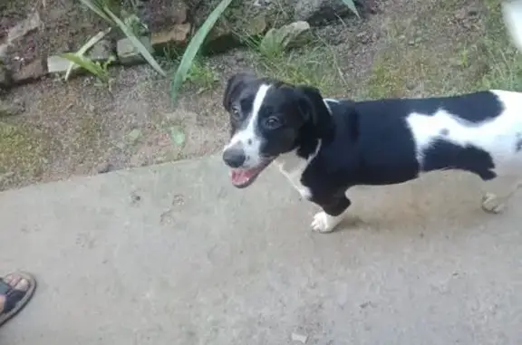 Найдена собака, Смоленск, фото: Собака найдена: ул. Черняховского, 8, Смоленск