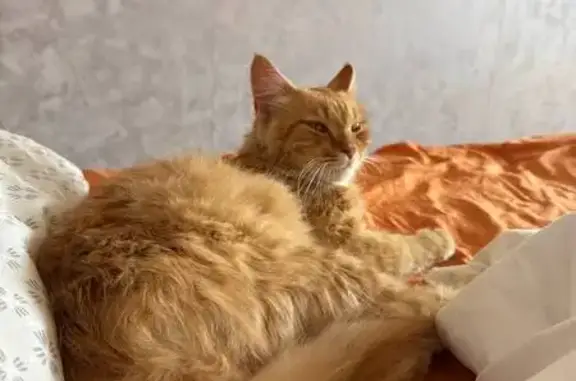 Найдена кошка, Москва, фото: Кошка найдена: Саранская ул, 7, Москва