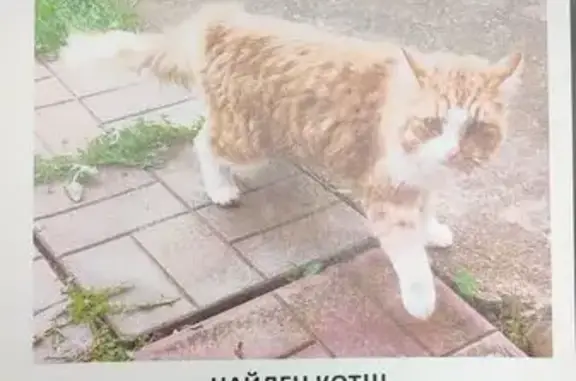 Найдена кошка, Московская область, фото: Кошка найдена в Пешково, МО