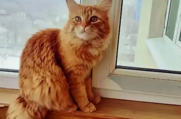 Пропал Барсик, ул. Панова 31, Самара