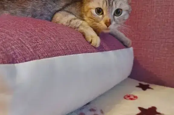 Пропала кошка Буся, ул. Панова, 31