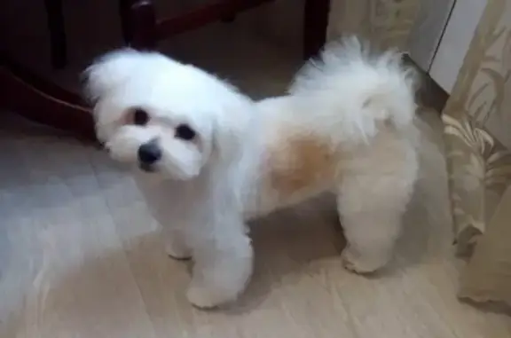 Собаки потеряшки, Бершеть, фото: Потеряшка белая балонка, Весенняя ул., Бершеть