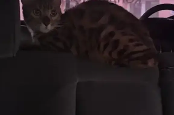 Бенгальская кошка найдена, Дружбы 13, Киров