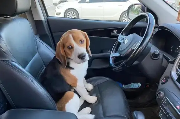 Найдена собака, Тульская область, фото: Собака найдена в Крапивенском поселении