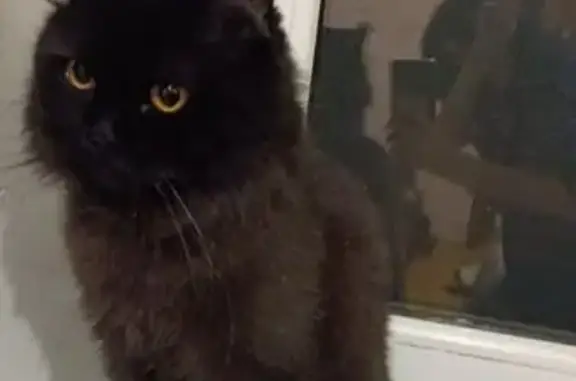 Пропал кот Пушок, ул. Ирчи Казака, 39