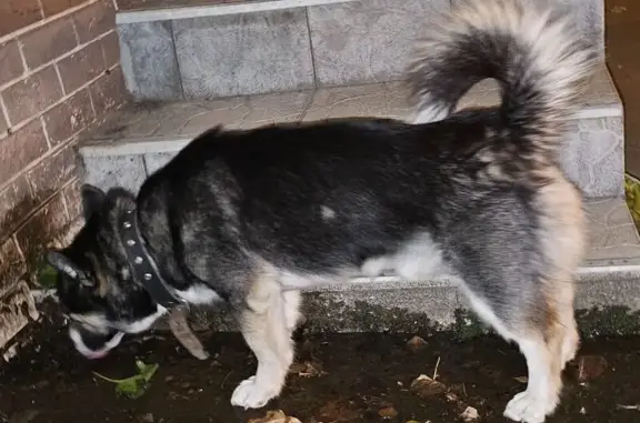 Найдена собака, ул. Суворова, 139А, Пенза