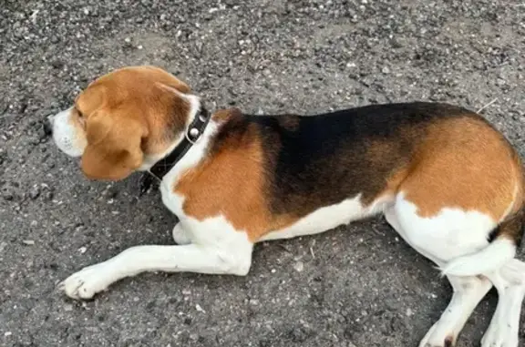 Найдена собака, Московская область, фото: Собака найдена в 46Н-00340, МО