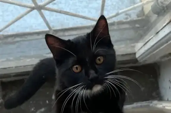 Кошки потеряшки, Ярославль, фото: Потеряшка кошка, Пирогова 37, Ярославль