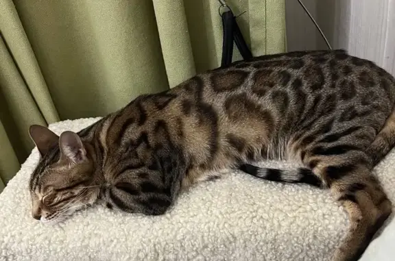 Кошки потеряшки, Кызыл, фото: Потеряшка бенгальская кошка, ул. Интернациональная, 37