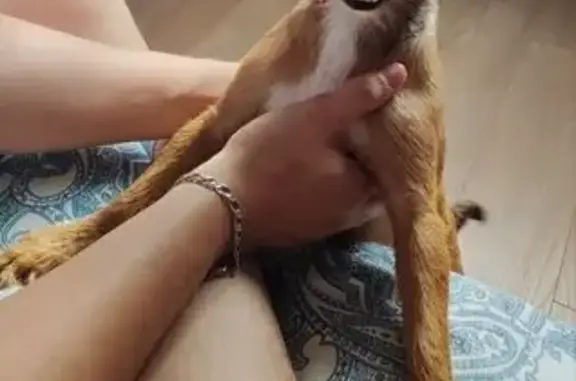 Найдена собака, Казань, Камалеева 34