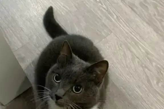 Кошки потеряшки, , фото: Потеряшка кошка, Пошехонский тракт, Огарково