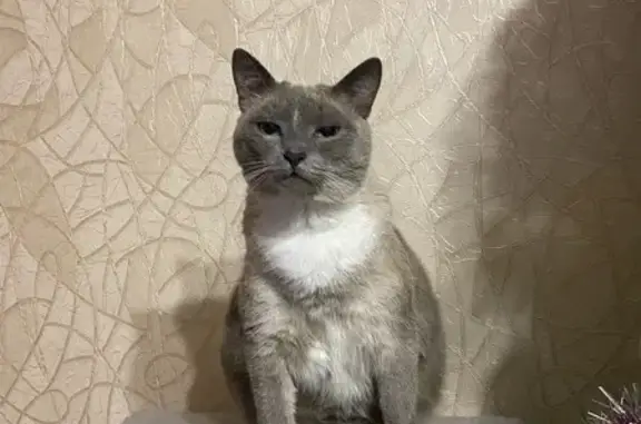 Кошки потеряшки, Переваловское, фото: Потеряшка кошка, Восточная ул., Переваловское