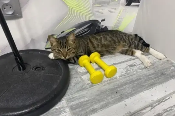 Кошки потеряшки, Качканар, фото: Потеряшка кошка, Кедровый пер., 13, Качканар