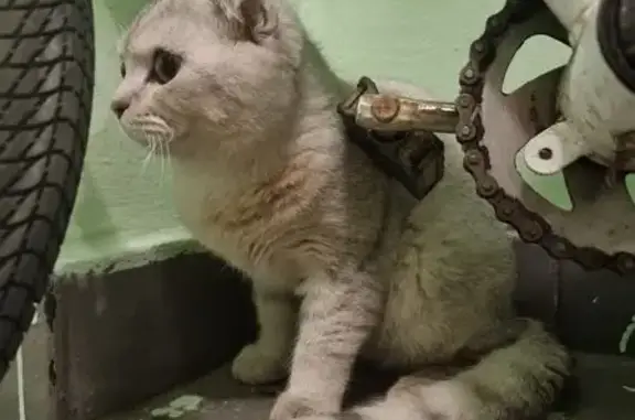 Найдена кошка, Москва, фото: Найдена кошка, Москва