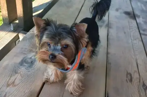 Собаки потеряшки, Маркова (иркутский), фото: Потеряшка собака на Дивной улице, Маркова