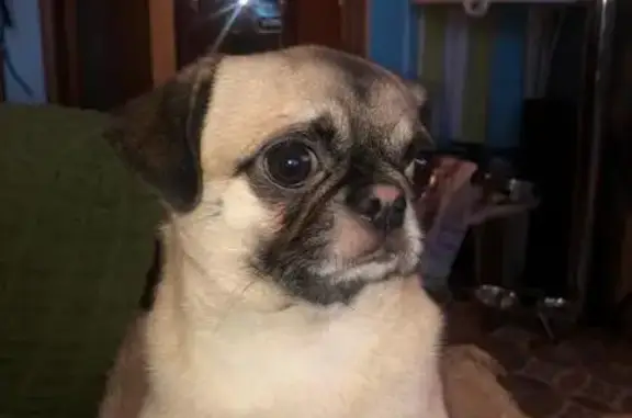 Собаки потеряшки, Зеленогорск (Красноярский край), фото: Потеряшка собака, Зеленогорск, ул. Мира 3