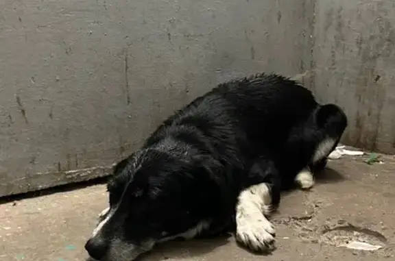 Найденные животные Кострома, фото: Собака найдена: пр. Наты Бабушкиной, 16