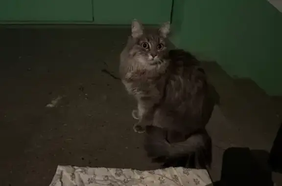 Найдена кошка, Томск, фото: Кошка найдена: ул. Смирнова, 48Г с1, Томск