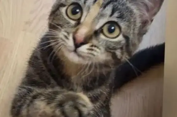 Найдена кошка на Широтной, 19А, Тюмень