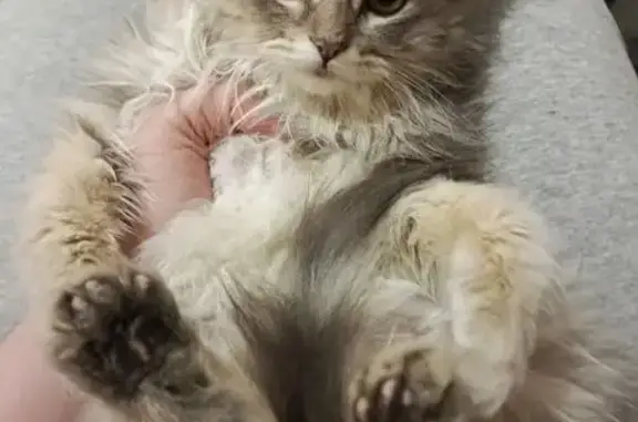 Пропала кошка, Казань