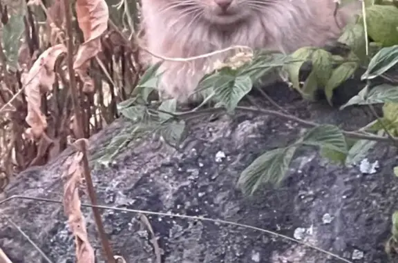 Найдена кошка, Петрозаводск, фото: Кошка найдена: Ключевая 6 к5, Петрозаводск