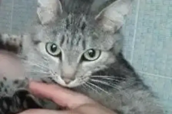 Пропала кошка, Октябрьская 23, Качканар