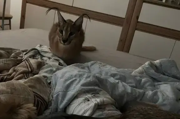 Потерянные животные Подольск, фото: Пропала кошка, Подольск, ул. 99