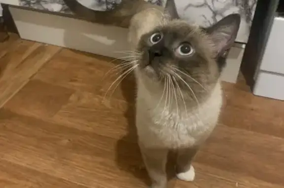 Пропала кошка, Октябрьская 13, Нестеров