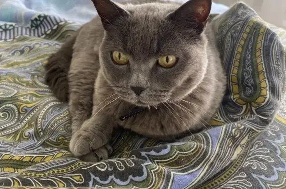 Пропала кошка, Северная ул., Плеханово