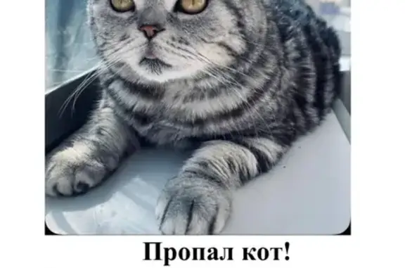 Пропала кошка, Республиканская 24, Екб