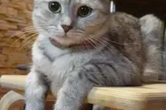 Кошки потеряшки, Красноярск, фото: Потеряшка кошка на Норильской, Красноярск