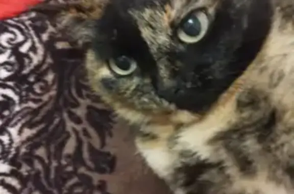 Пропала кошка, Оренбург, ул. Диагностики 9/1