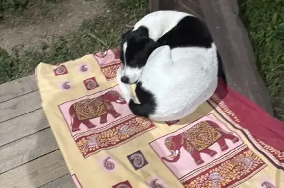 Найденные животные Некрасово, фото: Собака найдена: Юбилейная ул., 16, Некрасово