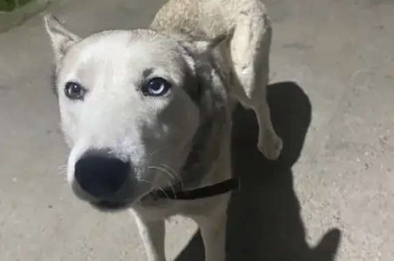 Найдена собака на ул. Соплякова, 2, Кыштым