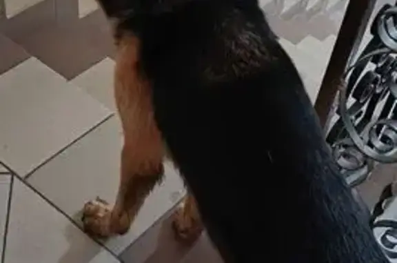 Найдена собака, , фото: Найдена собака, Казань, Татарстан