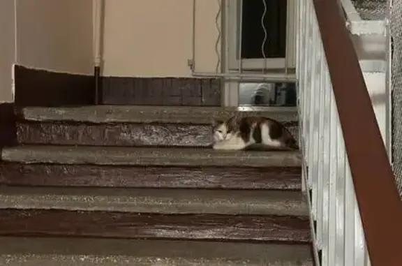 Найдена кошка, Москва, фото: Кошка найдена: Звёздный бульвар, 4, Москва