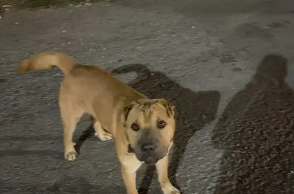 Найдена собака, , фото: Собака найдена у столовой 