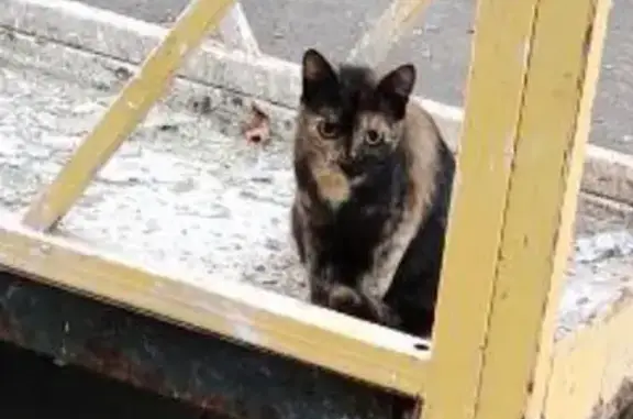 Найдена кошка, Москва, фото: Кошка найдена: Профсоюзная, 104/47, Москва