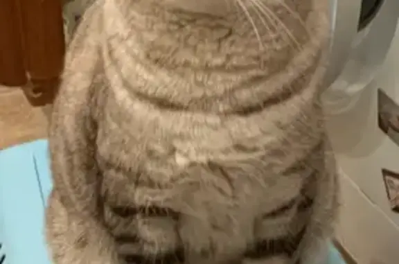 Пропала кошка, Тульская область