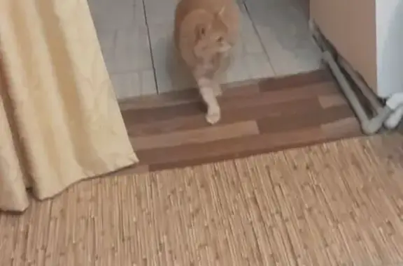 Пропала кошка