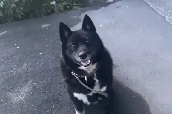 Найдена собака, Чебоксары, фото: Собака найдена, ул. Чернышевского 19, Чебоксары