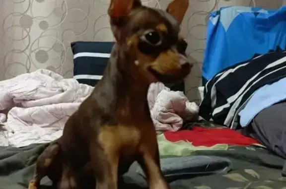 Пропала собака, ул. Ленина 82, Усолье-Сибирское