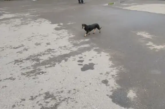 Собака найдена: Волгоградская, 32, Оренбург