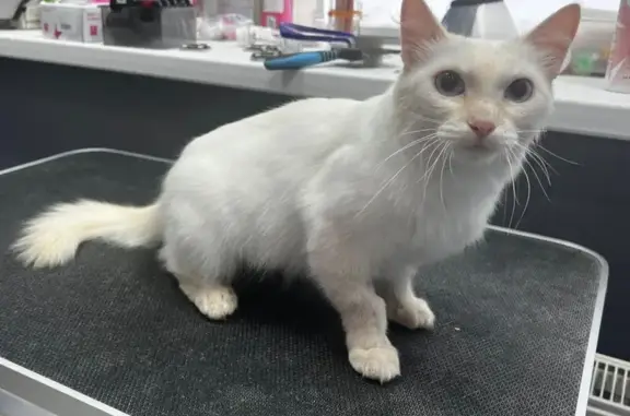 Объявления о пропавших и найденных животных, Прищаново, фото: Кошка найдена, Советская ул., Прищаново