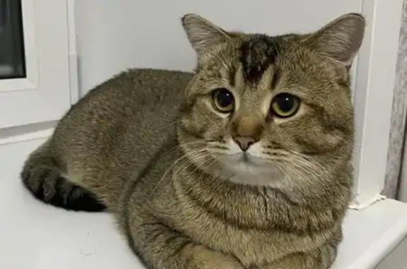 Кошки потеряшки, Хабаровск, фото: Потеряшка кот Симба, ул. Тихоокеанская, 174