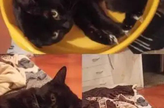 Пропал кот Джек в СНТ Прутское, А-321