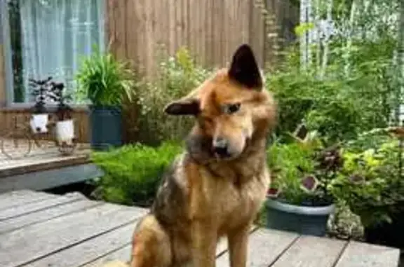 Найдена собака в Свердловской области