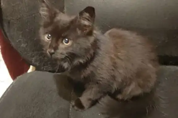 Найдена кошка, Брянск, ул. Пушкина, 85