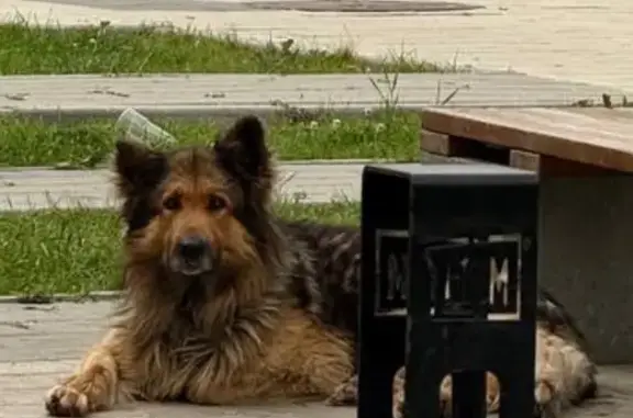 Найдена собака, Екатеринбург, фото: Собака найдена на ул. Кичигина, 9, Екатеринбург